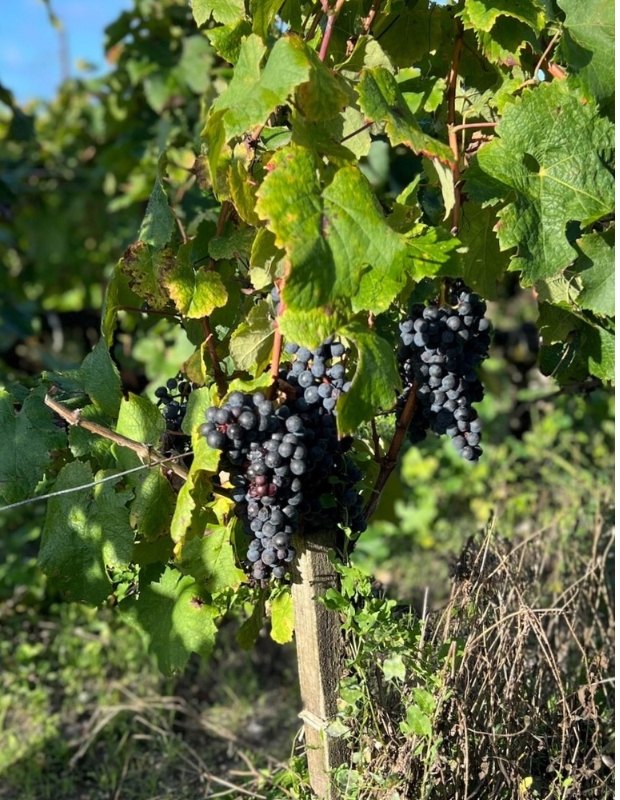 Grapes in vineyard